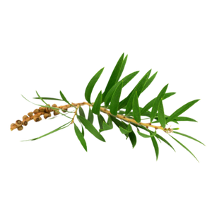 Kokosöl