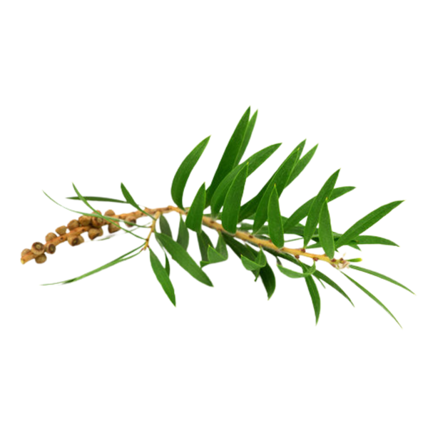 Tea Tree-olje