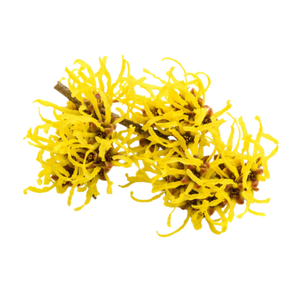 Hamamelis